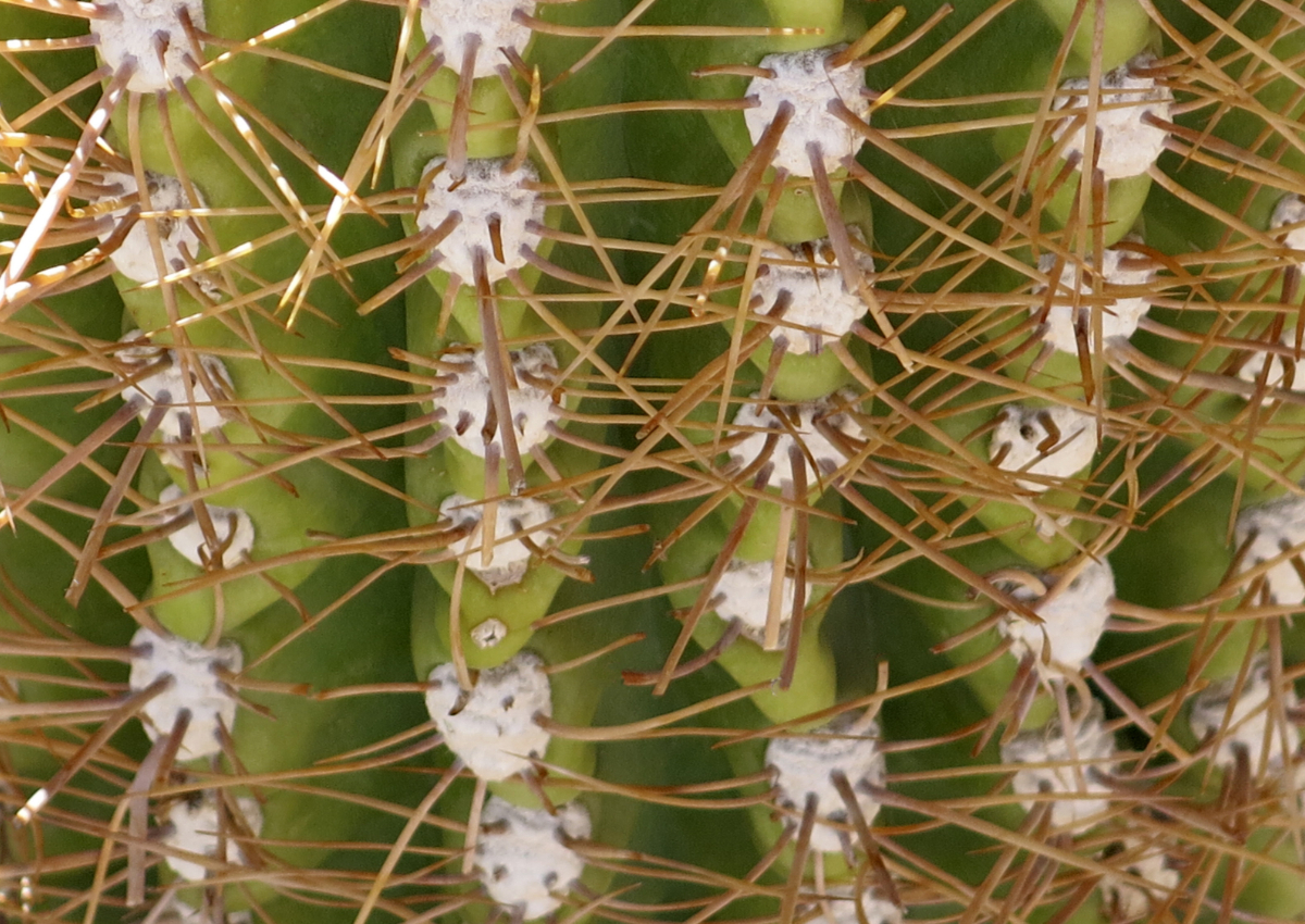 ©Jean Yves Leloup force desarmées_1200x850